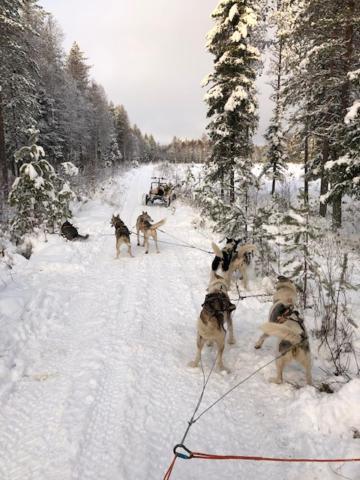 Arctic Suite Evakko Rovaniemi Exteriér fotografie